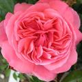 Rose Time To Live Flower