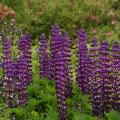 perennials