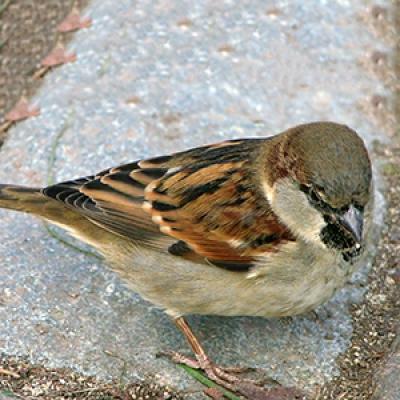 bird01
