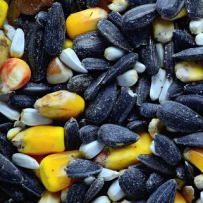 birdseed