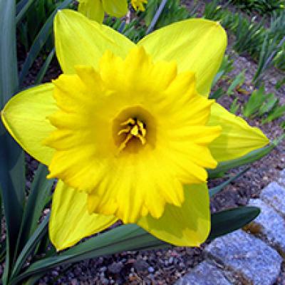 daffodil