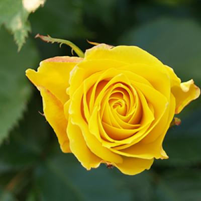 rose01