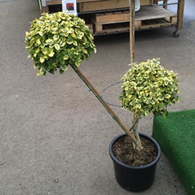 tree shrub01