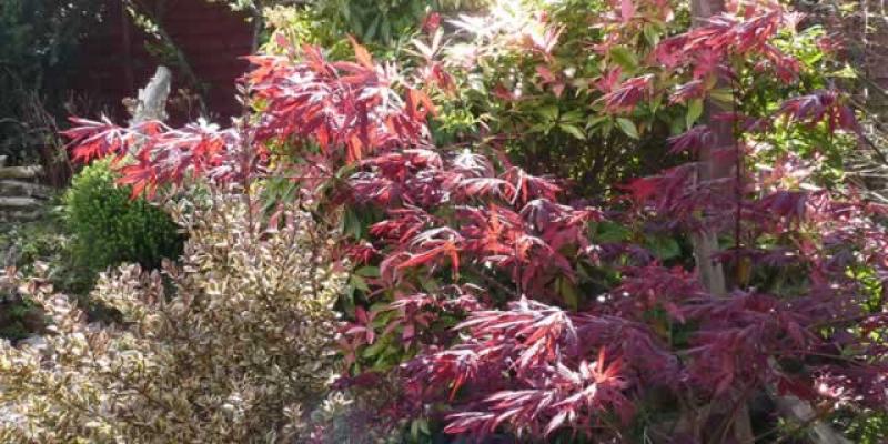 P1010190 shrubs