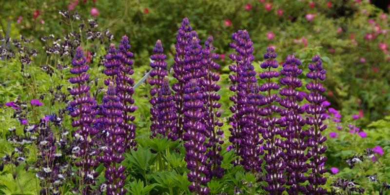 perennials