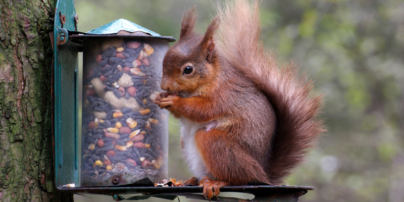 red squirrel