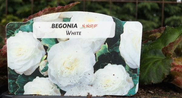 IMG 1783 non stop begonia white cropped