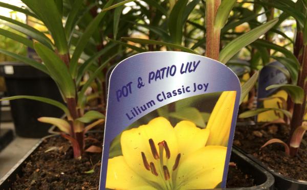 IMG 1801 lilies lilium classic joy