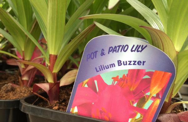 IMG 1802 lilies lilium buzzer