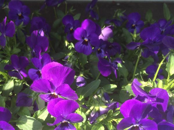 Autumn Violas 2 Viola Blue