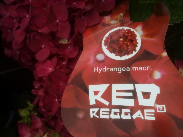 IMG 1903 hydrangea red reggae