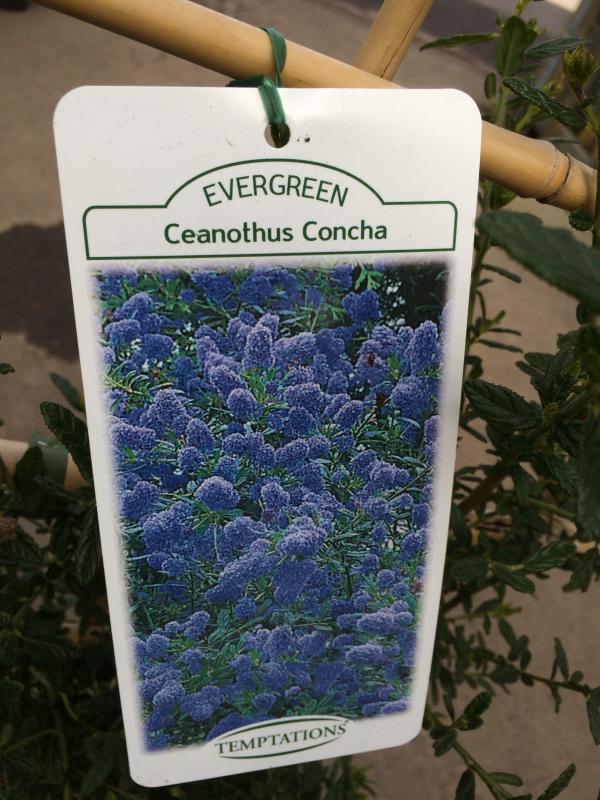 ceanonothus concha evergreen planttag