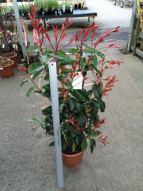 photinia scarlet blaze evergreen