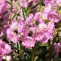 IMG 1773 evergreen kalmia cropped