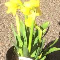 daffodil bulbs