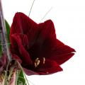 dreamstime s 12192024 christmas amaryllis