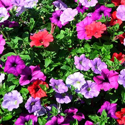 petunias