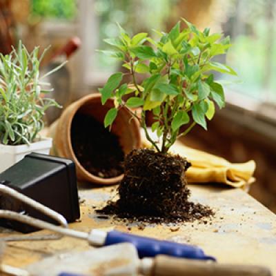 repotting