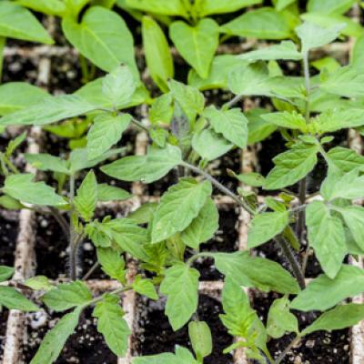 tomato plants