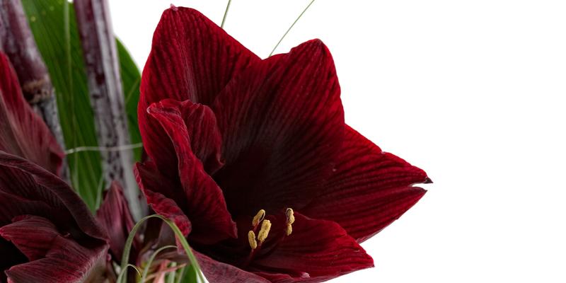 dreamstime s 12192024 christmas amaryllis