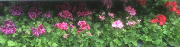 geranium zonal 3