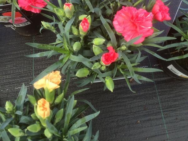 Autumn Carnations Carnation Dianthus Caryophyllus Adorables