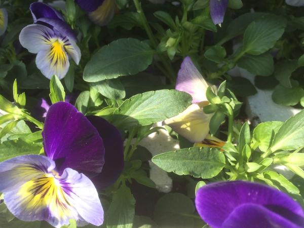 Autumn Pansies 2 Pansy Midnight Glow