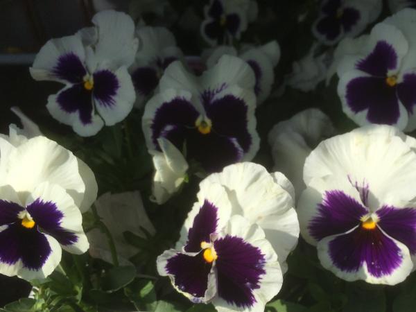 Autumn Pansies 5 Pansy White Blotch