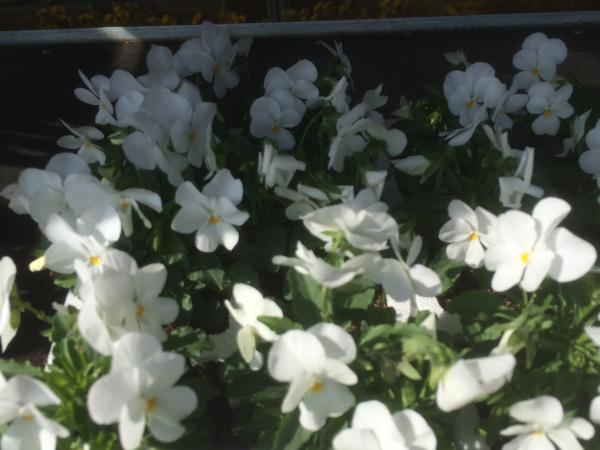 Autumn Violas Viola White