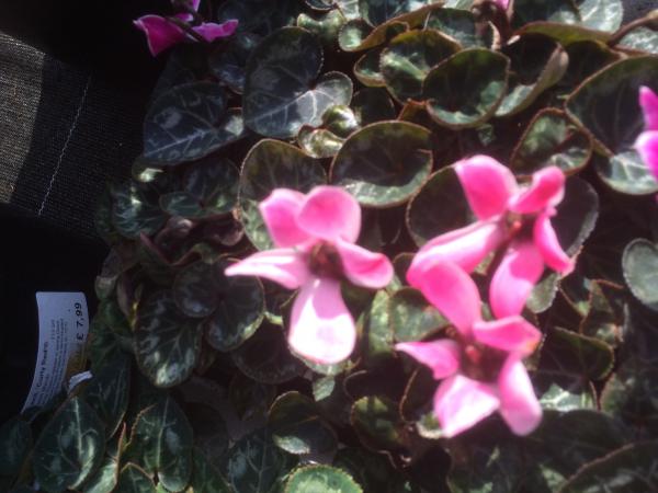 Cyclamen