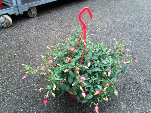 IMG 1777 fuschia hanging basket