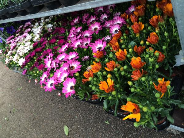 IMG 1779 osteospermum mix