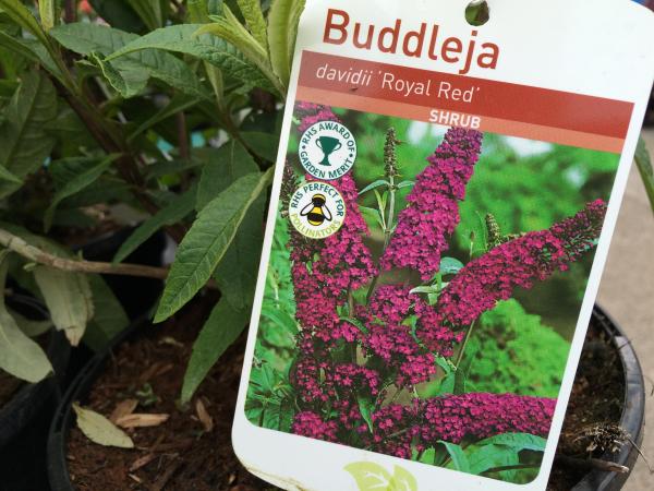 IMG 1793 buddleia dav Royal Red