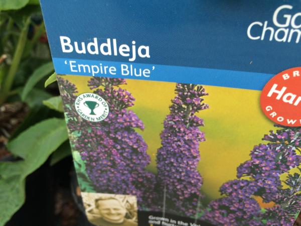 IMG 1795 buddleia dav Empire Blue