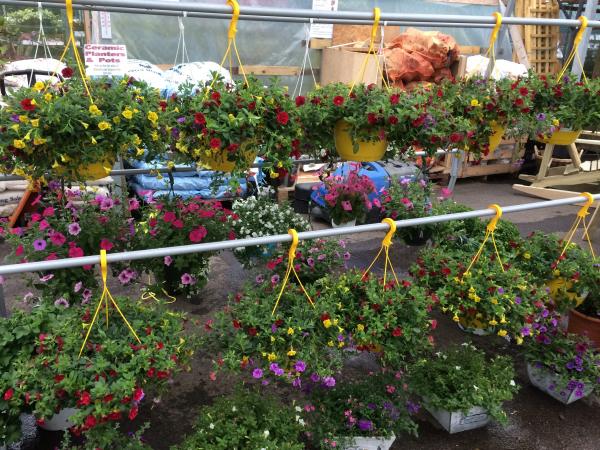 IMG 2034 hanging baskets