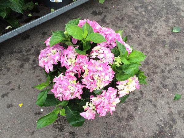 IMG 2040 hydrangea macrophylla Pink Hortensia