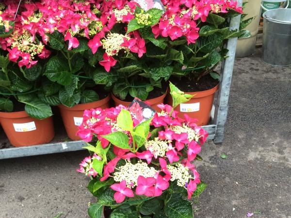 IMG 2042 hydrangea macrophylla Lady in Red Hortensia