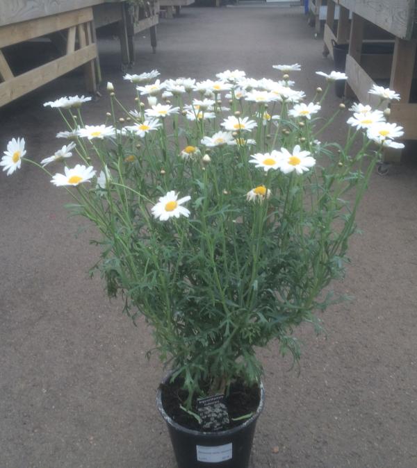 marguerite white standard