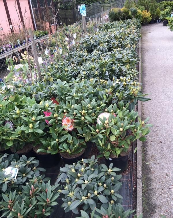 azaleas and rhododendrons