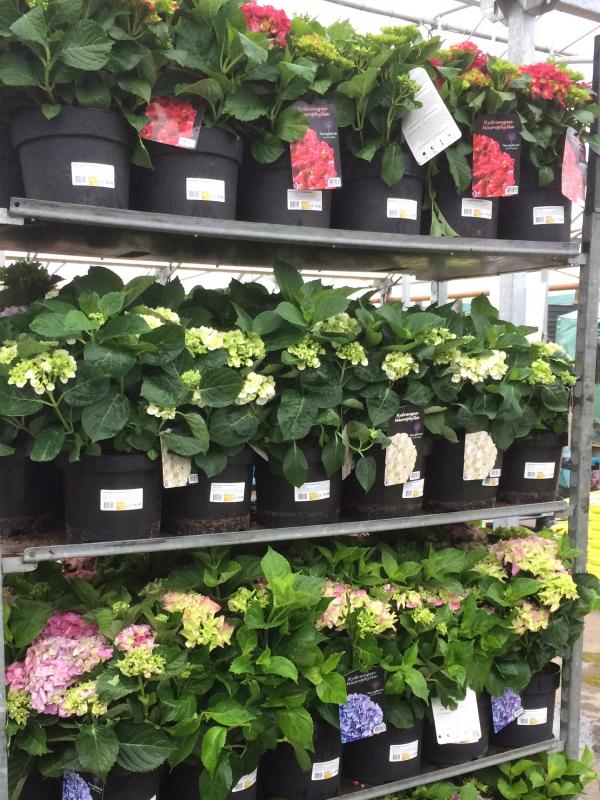 IMG 2038 hydrangea macrophylla Hortensia multiple in rack