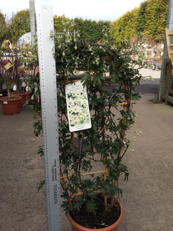 clematis avalanche evergreen