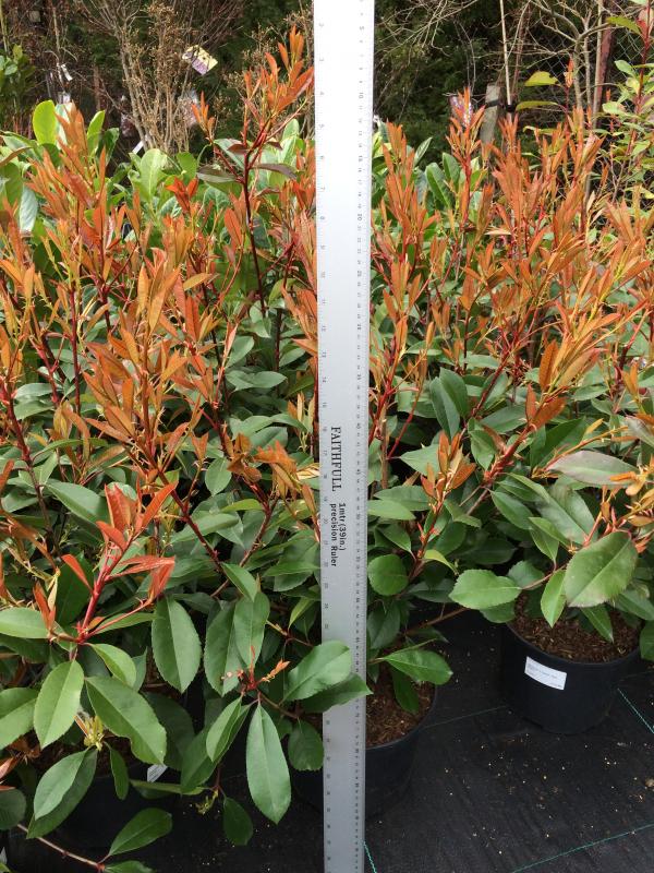 photinia x fraseri red robin