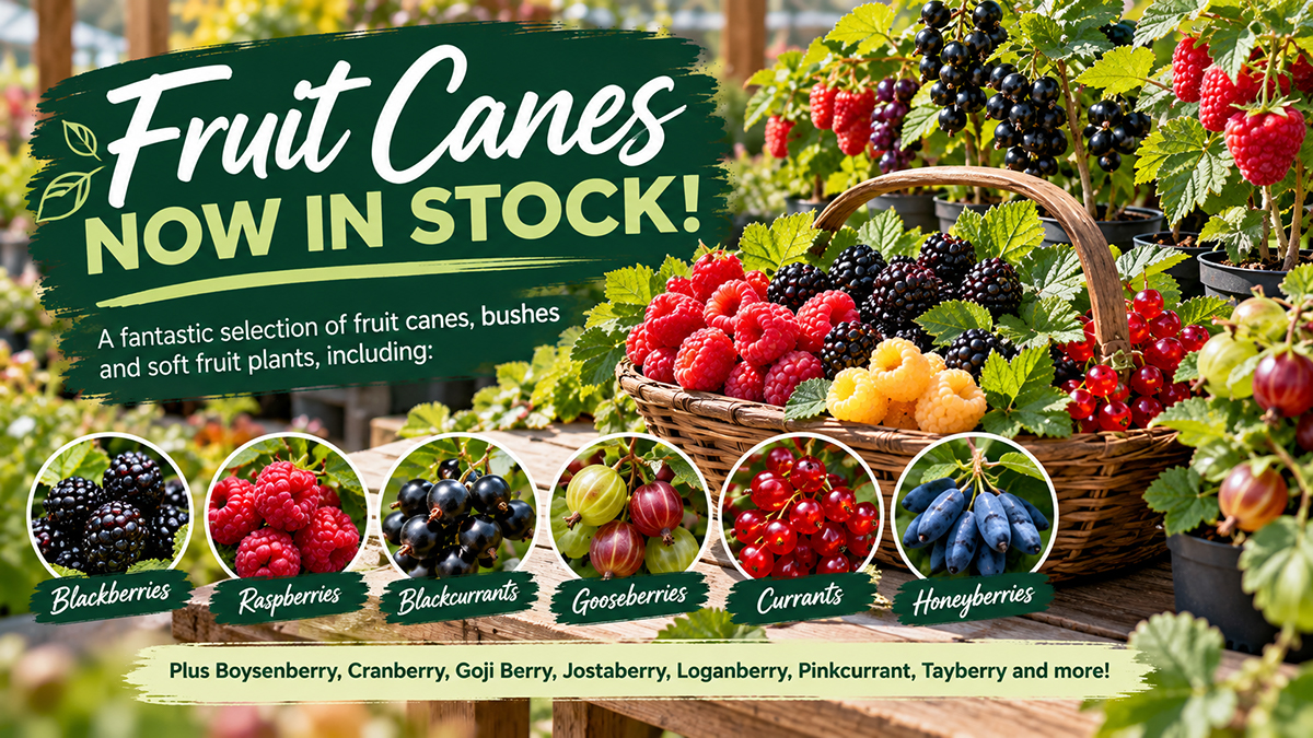Fruit Canes Now in Stock at Parkhill Garden Centres