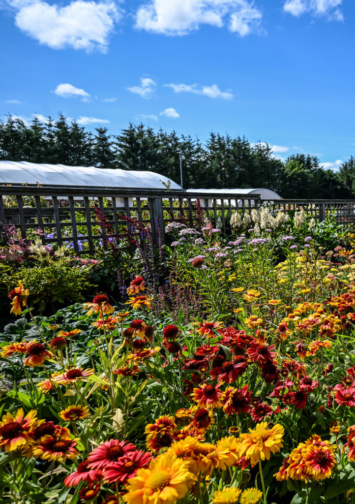Aberdeen Garden Centre - Parkhill Gardening
