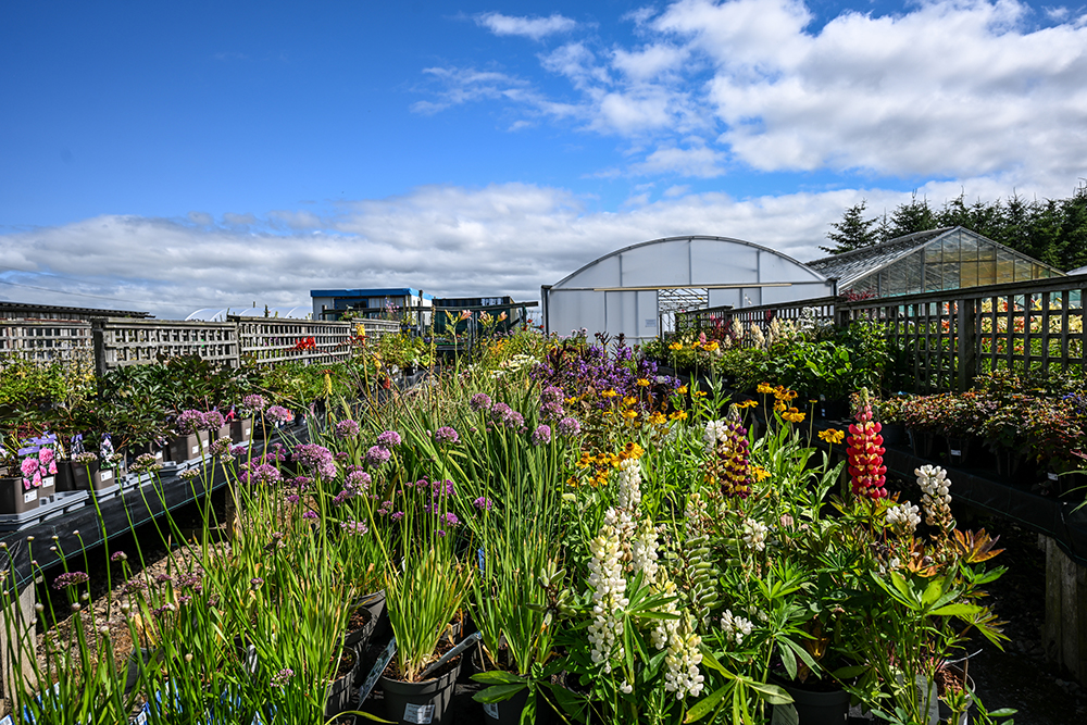 Parkhill Garden Centre Aberdeen Bulbs 2
