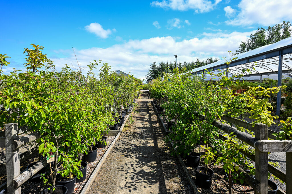 Veg Plants Parkhill Content Image