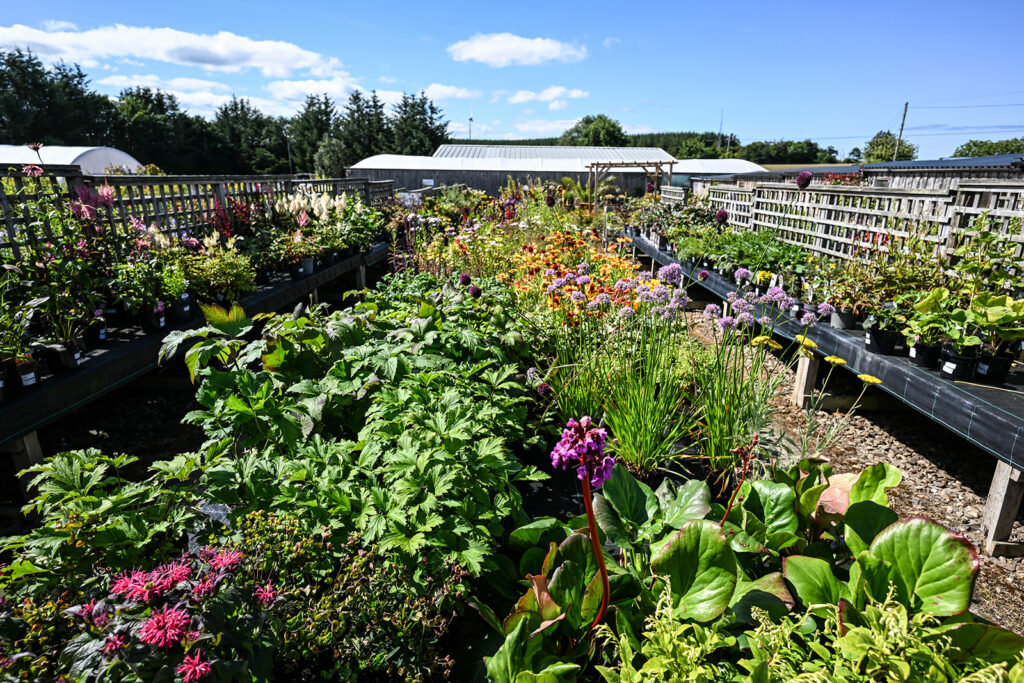 Veg Plants Parkhill Content Image 2